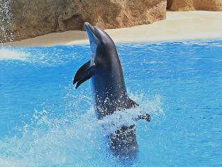 Delfinii tipa pentru a-si exprima placerea