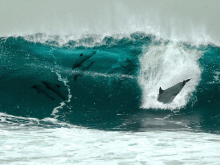 Delfinii inoata cu viteze de peste 50 de km/h