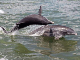 Delfinii au porniri violente cand sunt frustrati sexual