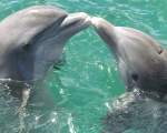 Conform unui studiu, delfinii comunica unii cu altii in propozitii