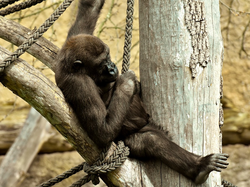 Pericol pentru animale