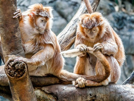 Animalele pot innebuni