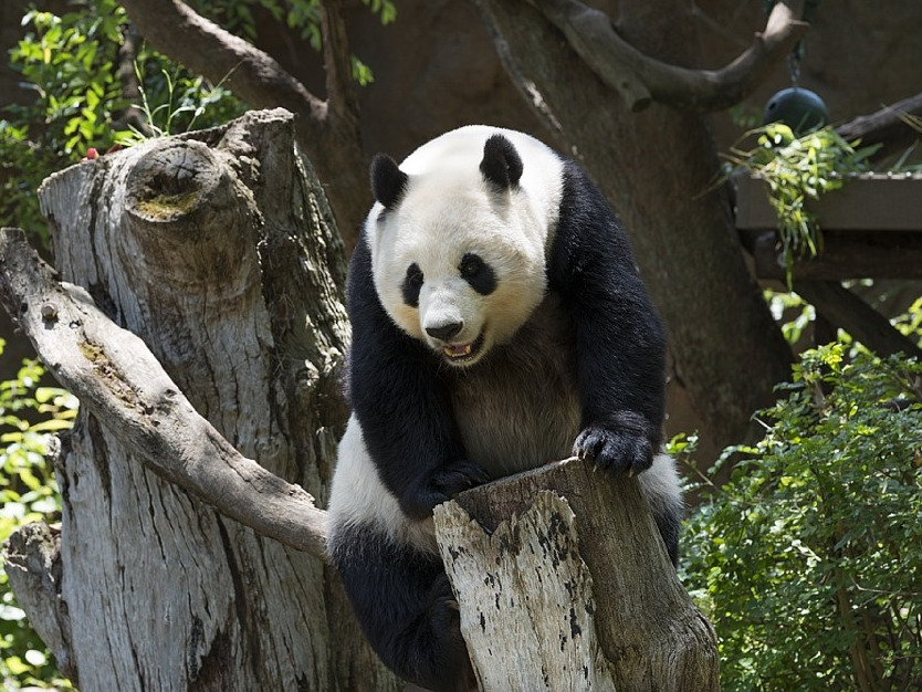 Maltratarea animalelor