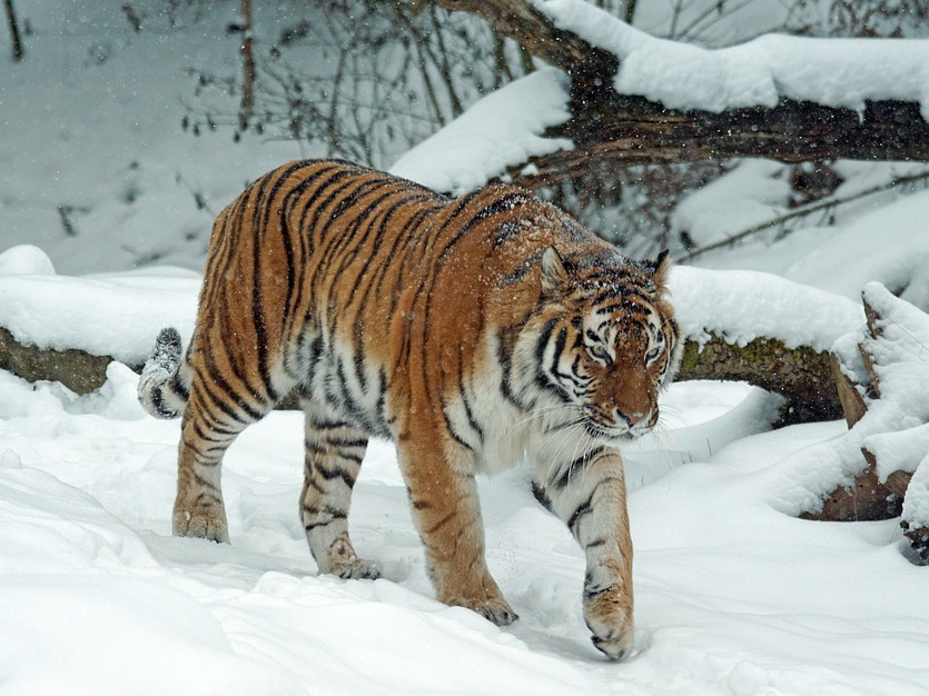Efort insuficient in combaterea pericolului in care se afla speciile pe cale de disparitie