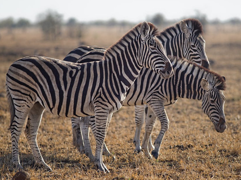 Surplusul de animale - probleme pentru gradinile zoologice