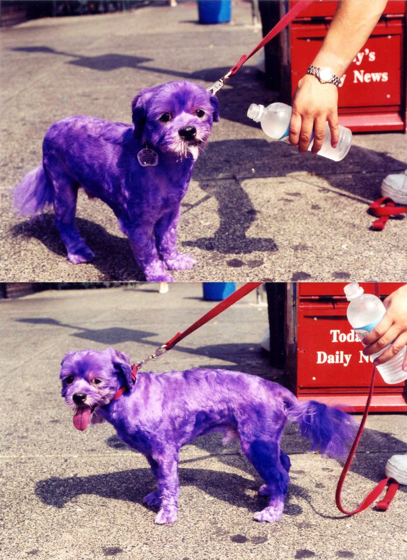 Oricat de imposibil ar parea, da, blana acestui caine a suferit anumite transformari