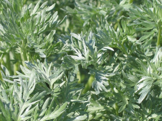 Cum sa alungi duhurile rele