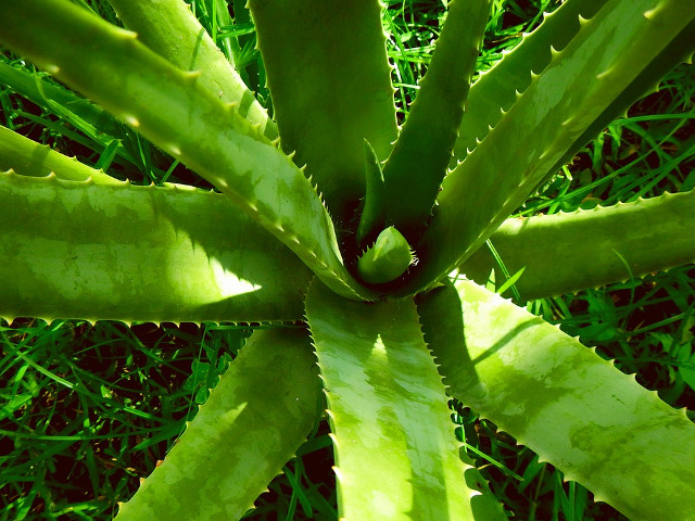 Aloe vera si lapte