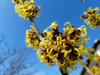 Nucul vrajitoarelor (Hamamelis)