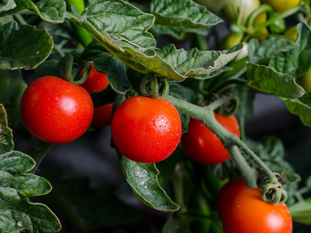 Rosia reprezinta cel mai popular fruct din intreaga lume