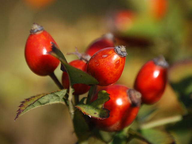 Trandafirii salbatici produc fructe