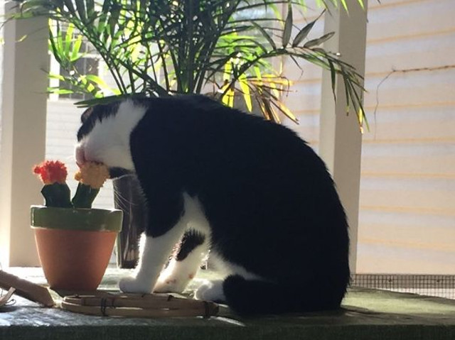 O pisica incercand sa manance un cactus