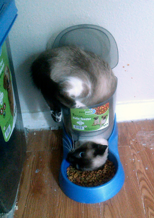 O decizie cum nu se poate mai proasta