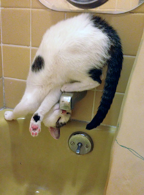 Pisicile aleg mereu calea complicata pentru a face cele mai simple actiuni