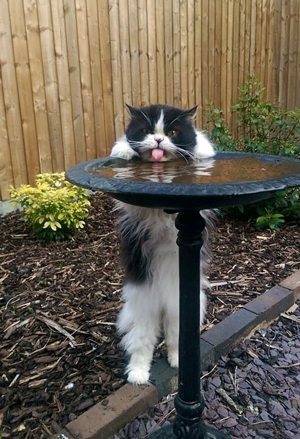 Are in casa un vas cu apa, dar prefera calea cea grea pentru a-si potoli setea