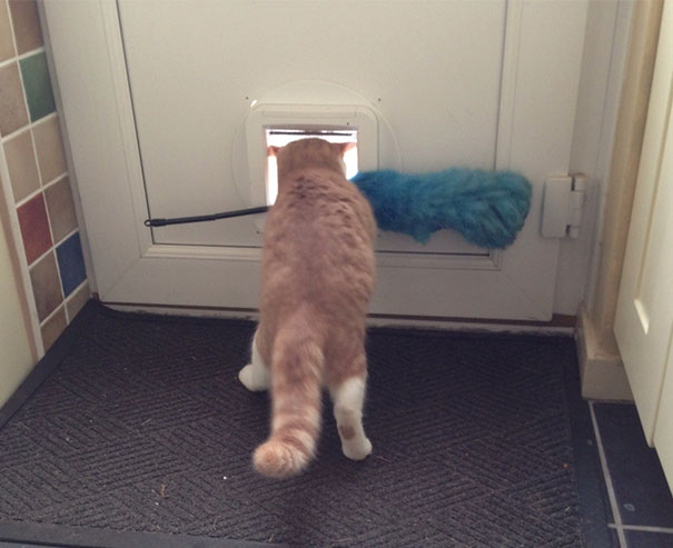 Incearca mereu sa iasa afara cu pamatuful de praf si niciodata nu reuseste