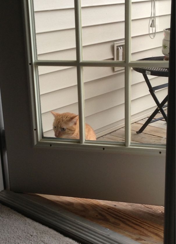 Sta afara si miauna pentru ca vrea in casa, dar usa e deschisa...