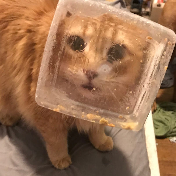 Pisica ramasa cu capul blocat intr-un borcan din care a mancat tot