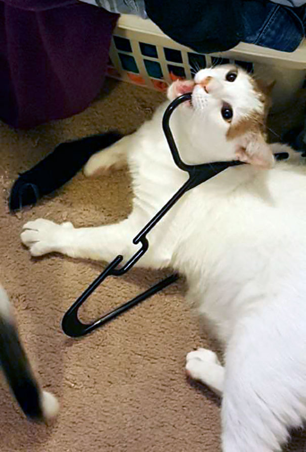 Nu s-a gandit prea mult la ce face