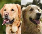 Labrador si Golden Retriever