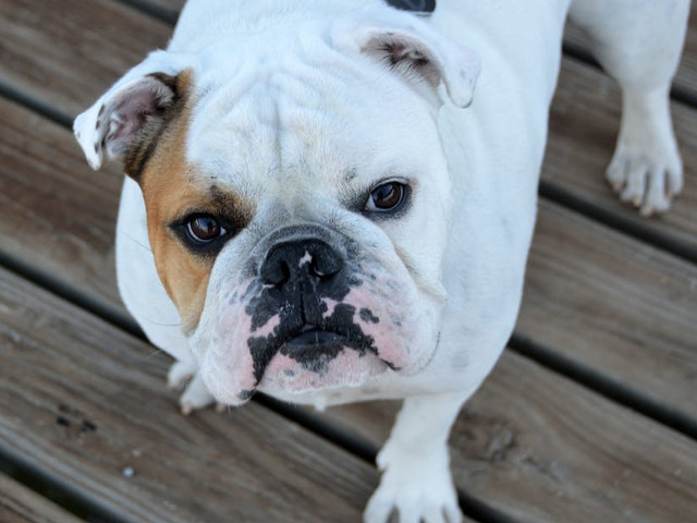 Bulldog