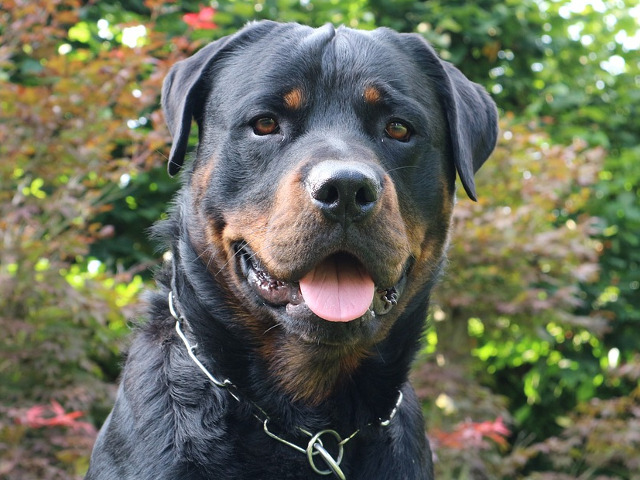 Rottweiller