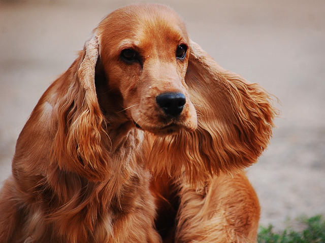Cocker Spaniel