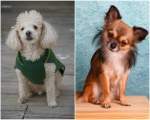 Pudel si Chihuahua