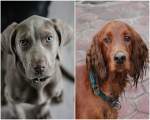 Weimaraner si Setter irlandez