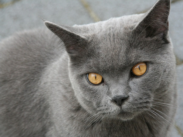 Pisica din rasa British Shorthair – $500 – $1.500