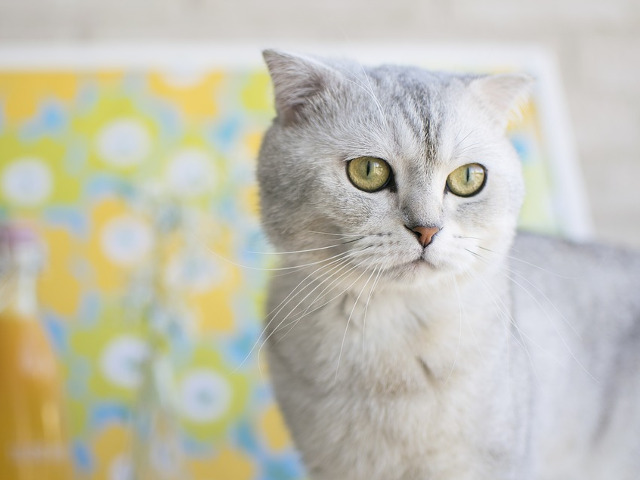 Pisica din rasa Scottish Fold – $500 – $3000