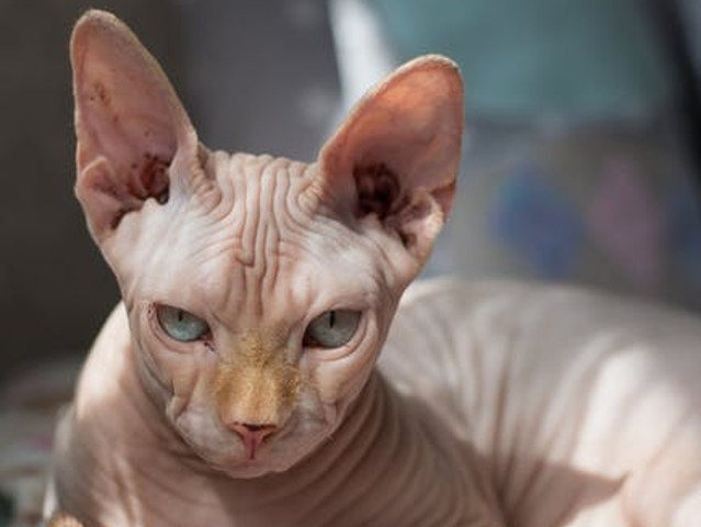 Pisica din rasa Sfinx – $300 – $3000