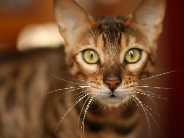 Pisica din rasa bengaleza - intre 1.000 si 25.000 de dolari