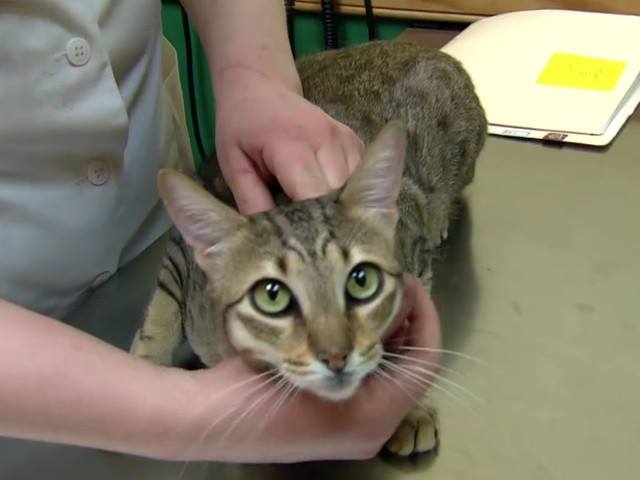 Pisica hipoalergica din rasa Allerca- $ 6000