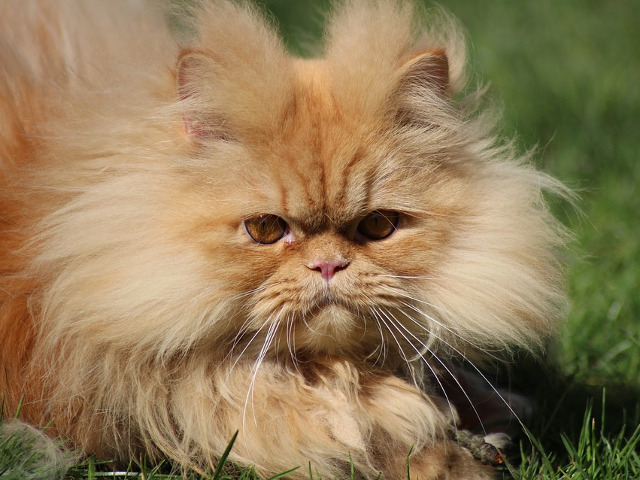 Pisica persana – $500 – $5500