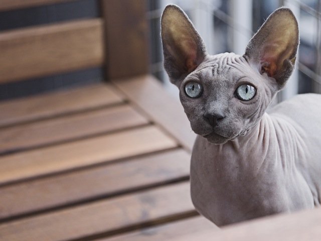 Pisica din rasa Peterbald – $1200 – $5000