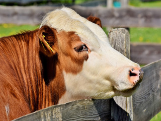 Pentru sanatatea vitelor