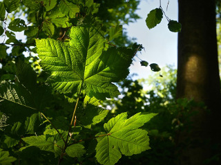 Impodobirea caselor si mormintelor