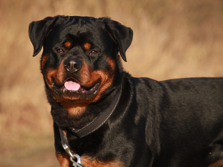 Rottweiler
