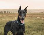 Doberman Pinscher