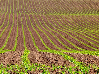 Ultima zi in care se mai poate semana