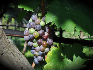 Nici cei cu podgorii nu muncesc