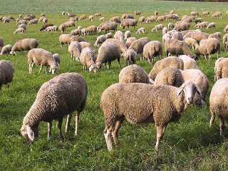 Zi decisiva pentru pastori