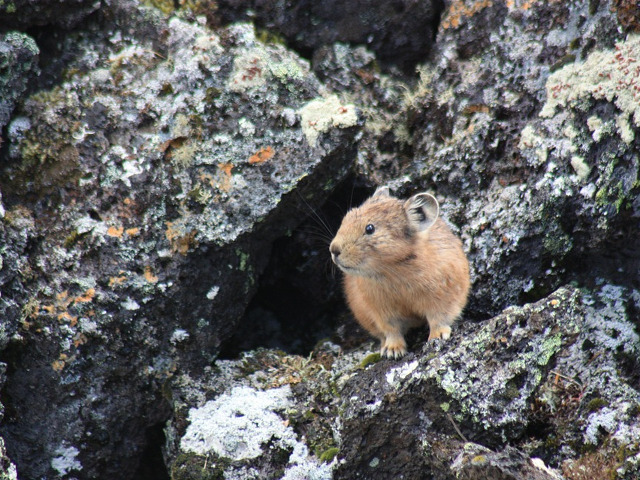 Pika