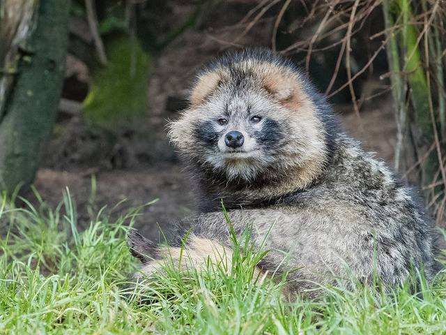 Tanuki