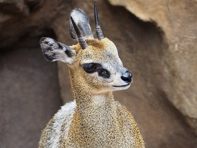 Klipspringer