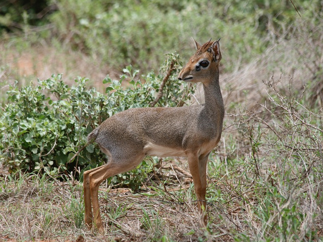 Dik-dik