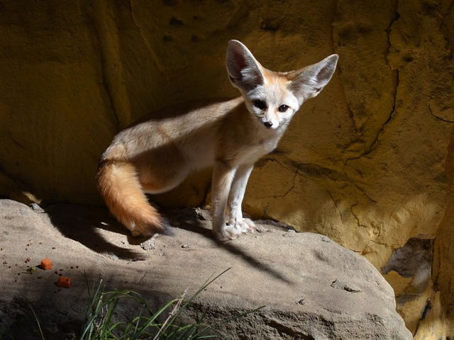 Vulpea fennec