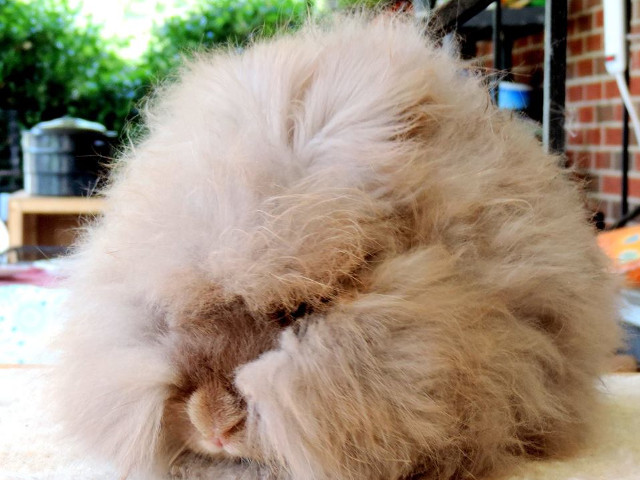 Iepure de Angora englez