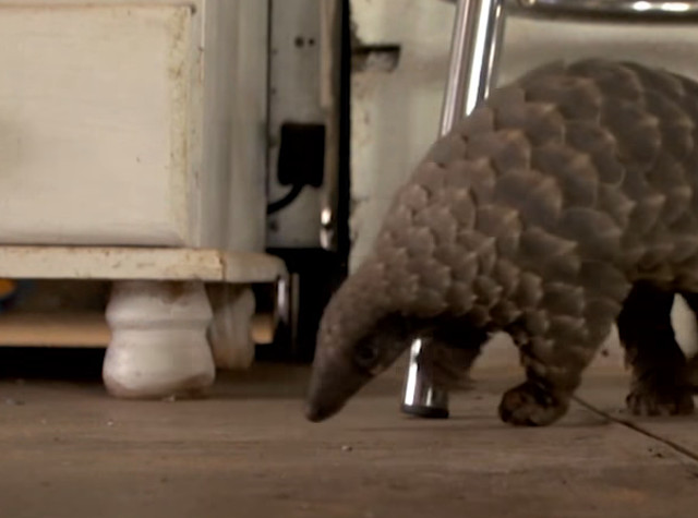 Pangolin